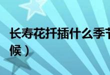 長壽花扦插什么季節(jié)最好（長壽花扦插什么時(shí)候）