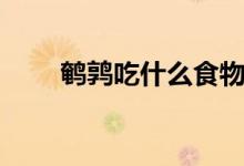 鵪鶉吃什么食物（鵪鶉吃什么糧食）
