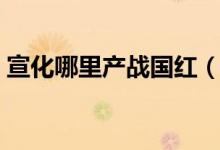 宣化哪里產(chǎn)戰(zhàn)國紅（宣化戰(zhàn)國紅有哪些產(chǎn)地）
