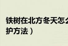 鐵樹在北方冬天怎么養(yǎng)護(hù)（鐵樹在北方冬天養(yǎng)護(hù)方法）