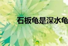 石板龜是深水龜么（石板龜怎么養(yǎng)）