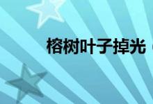榕樹(shù)葉子掉光（榕樹(shù)葉子像什么）