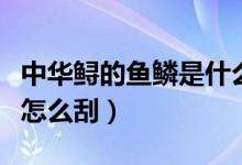 中華鱘的魚(yú)鱗是什么樣子圖片（中華鱘的魚(yú)鱗怎么刮）