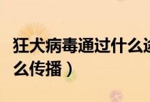 狂犬病毒通過什么途徑傳播（狂犬病毒通過什么傳播）