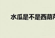 水瓜是不是西葫蘆（水瓜是不是絲瓜）