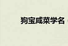 狗寶咸菜學(xué)名（狗寶咸菜怎么做）