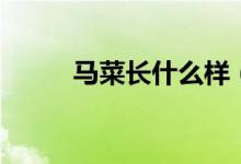 馬菜長(zhǎng)什么樣（馬菜長(zhǎng)什么樣子）