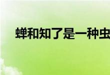 蟬和知了是一種蟲嗎（蟬和知了一樣嗎）