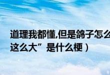道理我都懂,但是鴿子怎么這么大?什么意思（“鴿子為什么這么大”是什么梗）