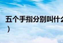 五個(gè)手指分別叫什么指（五個(gè)手指分別叫什么）