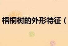 梧桐樹的外形特征（梧桐樹的外形特點(diǎn)描寫）