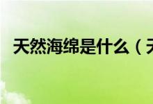 天然海綿是什么（天然海綿是什么做成的）