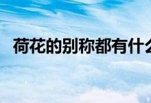 荷花的別稱都有什么（荷花的別稱有哪些）