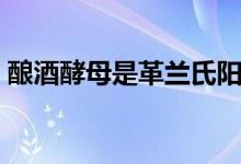 釀酒酵母是革蘭氏陽性菌嗎（釀酒酵母是啥）