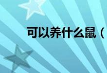 可以養(yǎng)什么鼠（鼯鼠可以當(dāng)寵物嗎）