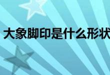 大象腳印是什么形狀圖片（大象腳印像什么）