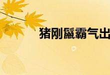 豬剛鬣霸氣出場（豬剛鬣是誰）