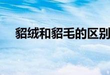 貂絨和貂毛的區(qū)別（貂絨和貂毛的區(qū)別）