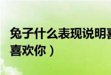 兔子什么表現(xiàn)說明喜歡你（兔子什么表現(xiàn)說明喜歡你）