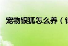 寵物銀狐怎么養(yǎng)（銀狐兔飼養(yǎng)方法是什么）