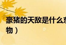 豪豬的天敵是什么東西（豪豬的天敵是什么動物）
