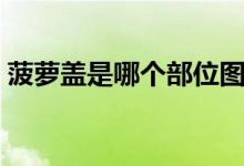 菠蘿蓋是哪個部位圖片（菠蘿蓋是哪個部位）