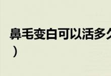 鼻毛變白可以活多久(鼻毛變白一般能活多久)