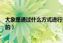 大象是通過什么方式進行交流的（大象是通過什么方式防曬的）