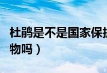 杜鵑是不是國(guó)家保護(hù)動(dòng)物（走鵑是國(guó)家保護(hù)動(dòng)物嗎）