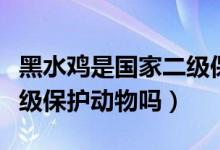 黑水雞是國家二級保護(hù)動物（黑水雞是國家二級保護(hù)動物嗎）