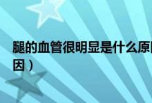 腿的血管很明顯是什么原因（腿上的血管特別明顯是什么原因）