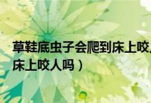 草鞋底蟲子會(huì)爬到床上咬人嗎咬的疙瘩（草鞋底蟲子會(huì)爬到床上咬人嗎）