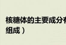 核糖體的主要成分有（核糖體主要由哪些成分組成）