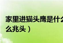 家里進(jìn)貓頭鷹是什么征兆（家里進(jìn)貓頭鷹是什么兆頭）
