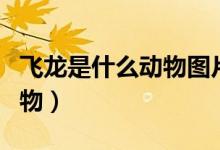 飛龍是什么動物圖片（我想知道飛龍是什么動物）