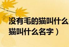 沒(méi)有毛的貓叫什么名字 斯芬克斯（沒(méi)有毛的貓叫什么名字）