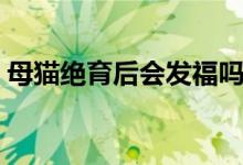 母貓絕育后會(huì)發(fā)福嗎（母貓絕育后會(huì)恨你嗎）