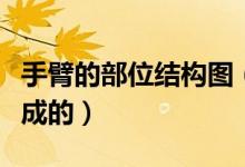 手臂的部位結(jié)構(gòu)圖（手臂各部位是哪些結(jié)構(gòu)組成的）
