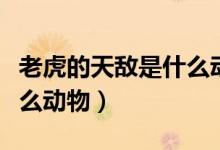 老虎的天敵是什么動物圖片（老虎的天敵是什么動物）