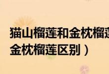 貓山榴蓮和金枕榴蓮有什么區(qū)別（貓山榴蓮和金枕榴蓮區(qū)別）