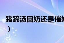 豬蹄湯回奶還是催奶（為什么豬蹄湯可以催奶）