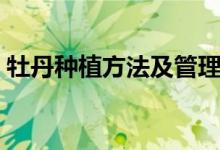 牡丹種植方法及管理（牡丹種植方法和時間）
