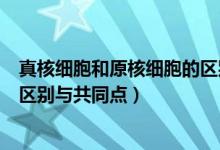 真核細(xì)胞和原核細(xì)胞的區(qū)別與聯(lián)系（真核細(xì)胞和原核細(xì)胞的區(qū)別與共同點(diǎn)）