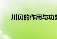 川貝的作用與功效（川貝的功效介紹）