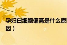 孕婦白細(xì)胞偏高是什么原因分析(孕婦白細(xì)胞偏高是什么原因)