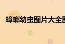 蟑螂幼蟲圖片大全圖解（蟑螂幼蟲有多大）