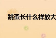 跳蚤長什么樣放大圖片（跳蚤長什么樣）