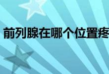 前列腺在哪個位置疼痛（前列腺在哪個位置）