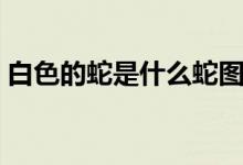 白色的蛇是什么蛇圖片（白色的蛇是什么蛇）