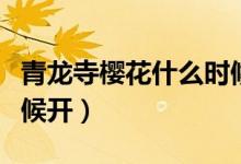 青龍寺櫻花什么時候開放（青龍寺櫻花什么時候開）